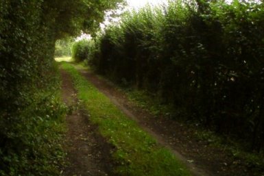 Queen Mary's Lane alongside Queen Mary's Plantation