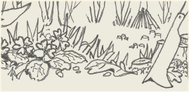 Coppice flowers